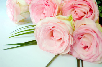 Картинка цветы розы розовый