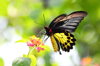 Картинка животные бабочки крылья