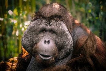 Картинка животные обезьяны орангутанг