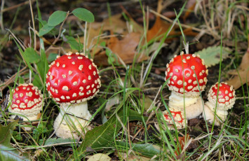 Картинка природа грибы +мухомор мухоморы трава листья лес