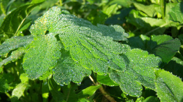 Картинка природа листья листва роса капли