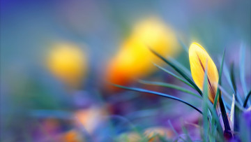 Картинка цветы крокусы крокус желтый бутон размытость