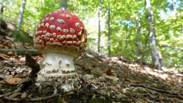 Картинка природа грибы +мухомор лес мухомор трава листья