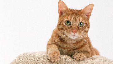 Картинка животные коты киса