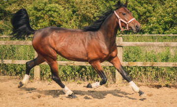 Картинка животные лошади гнедой