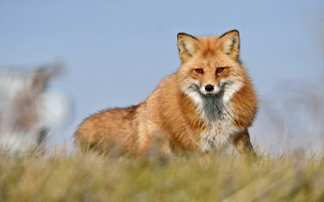 Картинка животные лисы рыжая