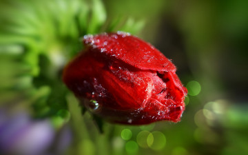 Картинка цветы анемоны +адонисы макро