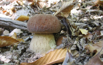 Картинка природа грибы боровик трава листья лес