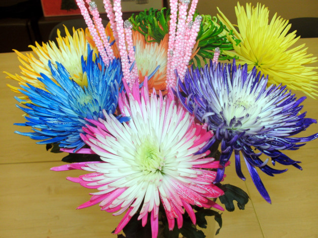 Обои картинки фото цветы, хризантемы, разноцветные