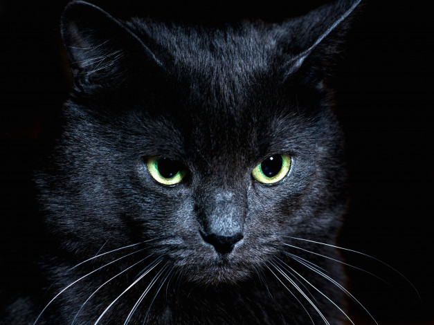 Обои картинки фото животные, коты, котяра