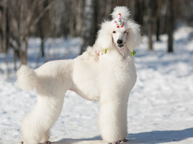 Обои картинки фото животные, собаки, пудель