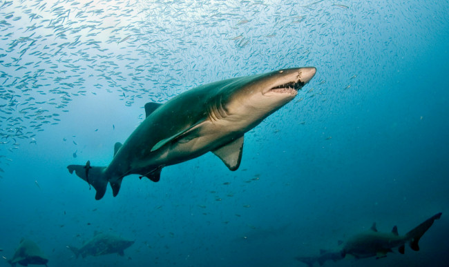 Обои картинки фото животные, акулы, океан, глубина, акула