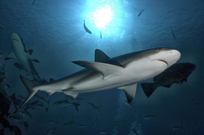 Обои картинки фото животные, акулы, океан, глубина, акула