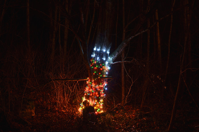 Обои картинки фото разное, иллюминация, гирлянда, ночь, лес