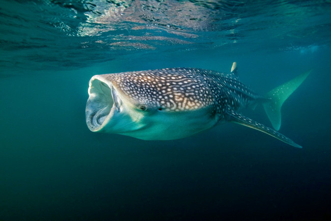 Обои картинки фото животные, акулы, океан, глубина, акула, китовая