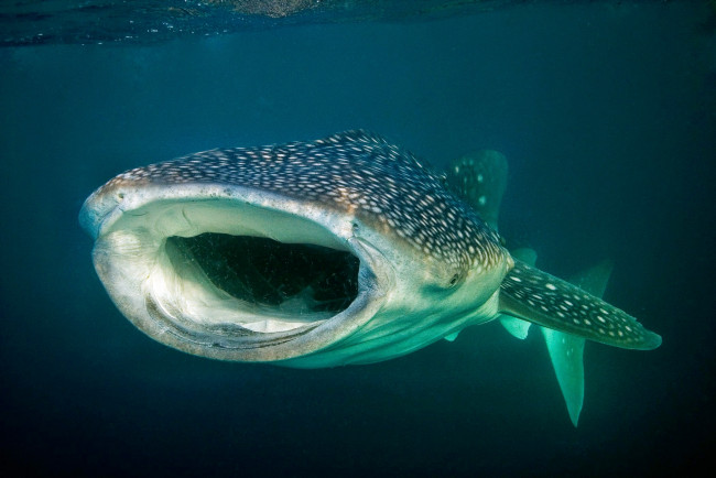 Обои картинки фото животные, акулы, океан, глубина, акула, китовая