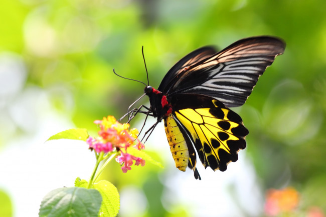 Обои картинки фото животные, бабочки, крылья