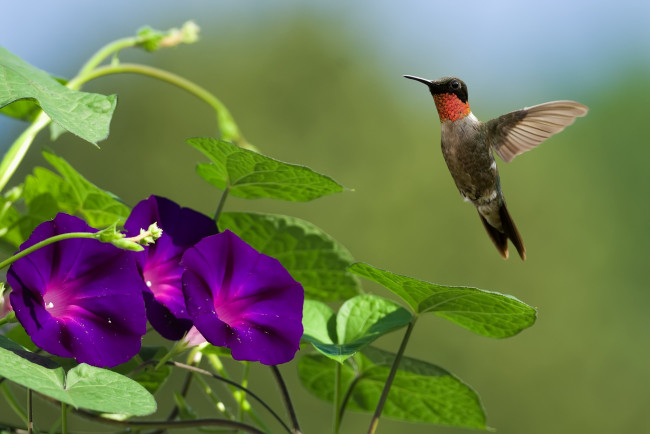 Обои картинки фото животные, колибри, полет, ипомея