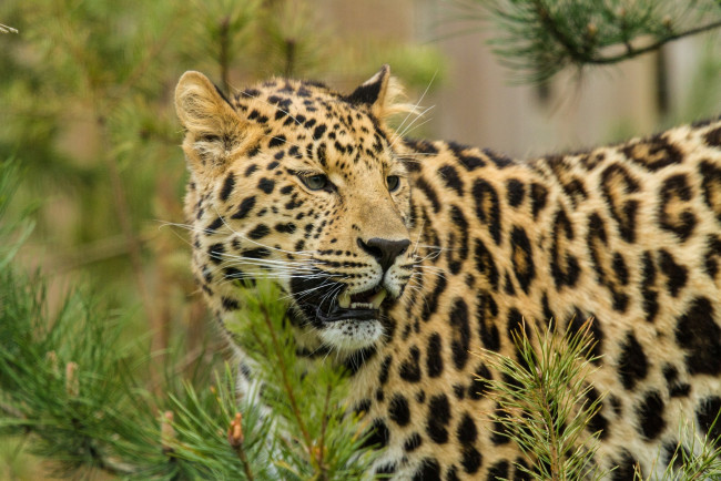 Обои картинки фото животные, леопарды, ветки, морда, амурский, леопард