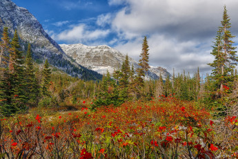 Картинка природа луга горы лес кустарник цветы