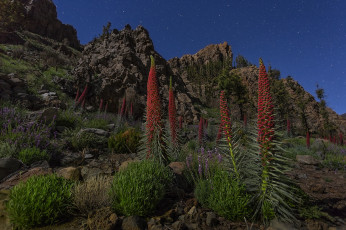 Картинка природа горы скалы небо звезды цветы