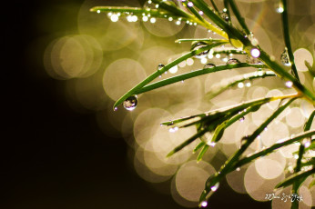 Картинка природа макро блики капли ветка зелёный боке блеск