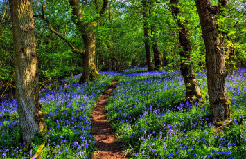 Картинка природа дороги лес тропа цветы