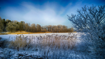 Картинка природа зима лес озеро камыш иней