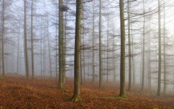 Картинка природа лес туман деревья осень