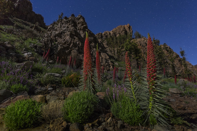 Обои картинки фото природа, горы, скалы, небо, звезды, цветы