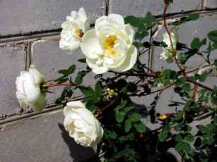 Картинка цветы розы белый