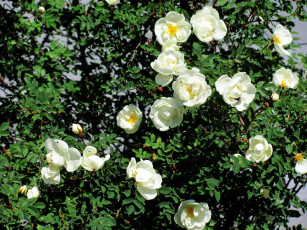 Картинка цветы розы белый