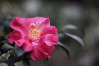Картинка цветы камелии камелия shrubs flowering bud leaf camellia цветение кустарник бутон листья