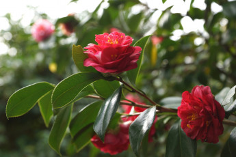 Картинка цветы камелии листья камелия бутон кустарник цветение shrubs leaf camellia bud flowering
