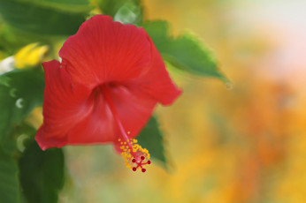 Картинка цветы гибискусы тычинки цветение ярко лепестки листики гибискус