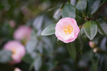 Картинка цветы камелии камелия нежность цветение листья лепестки розовая бутон