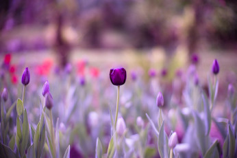Картинка цветы тюльпаны нежность цветение лепестки