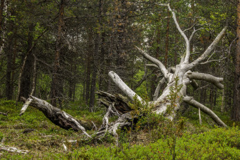 Картинка природа лес натура
