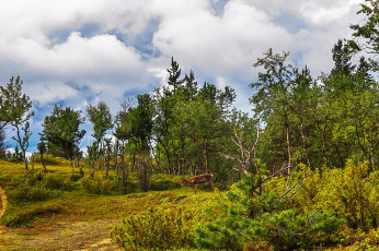 Картинка природа лес натура