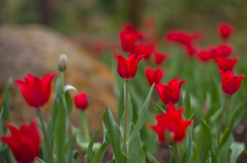 Картинка цветы тюльпаны нежность цветение лепестки