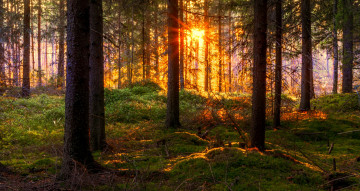 Картинка природа лес натура