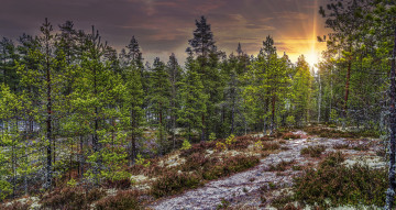 Картинка природа лес натура