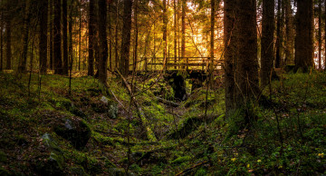 Картинка природа лес натура