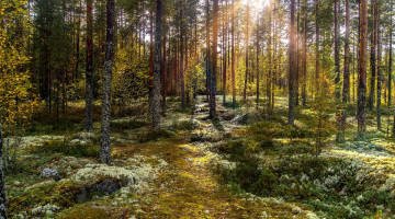 Картинка природа лес натура