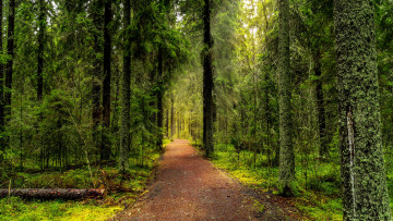 Картинка природа дороги натура