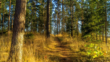 Картинка природа лес натура