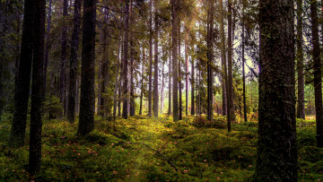 Картинка природа лес натура