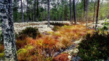 Картинка природа лес натура