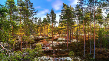 Картинка природа лес натура