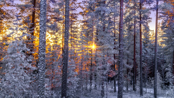 Картинка природа лес натура